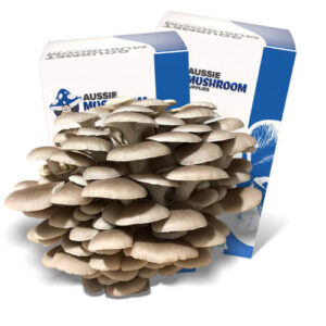 Mini Mushroom Growing Kit