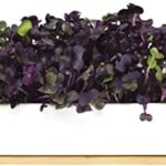 Urban Greens Micro Greens Window Sill Grow Kit