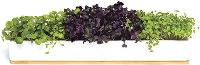 Urban Greens Micro Greens Window Sill Grow Kit
