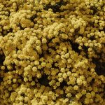 Australian Bush Flower Essences