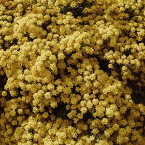 Australian Bush Flower Essences