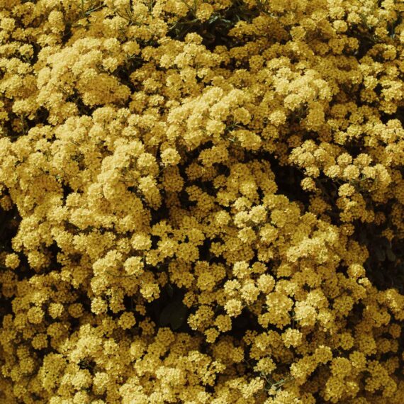 Australian Bush Flower Essences