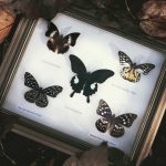 Butterfly Frame