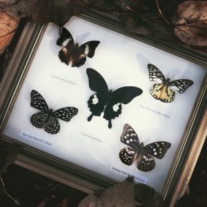 Butterfly Frame